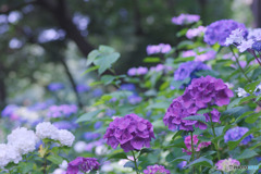 相模原麻溝公園