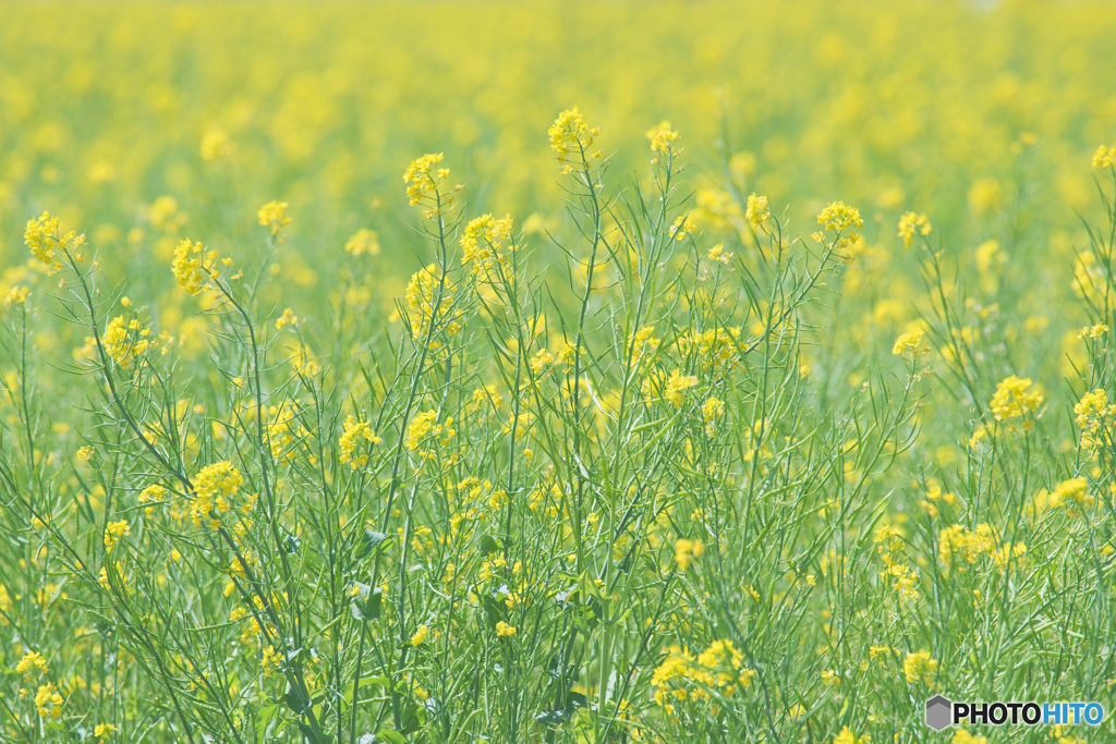 東大久保菜の花フェスタ