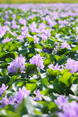 下八ツ林の花畑