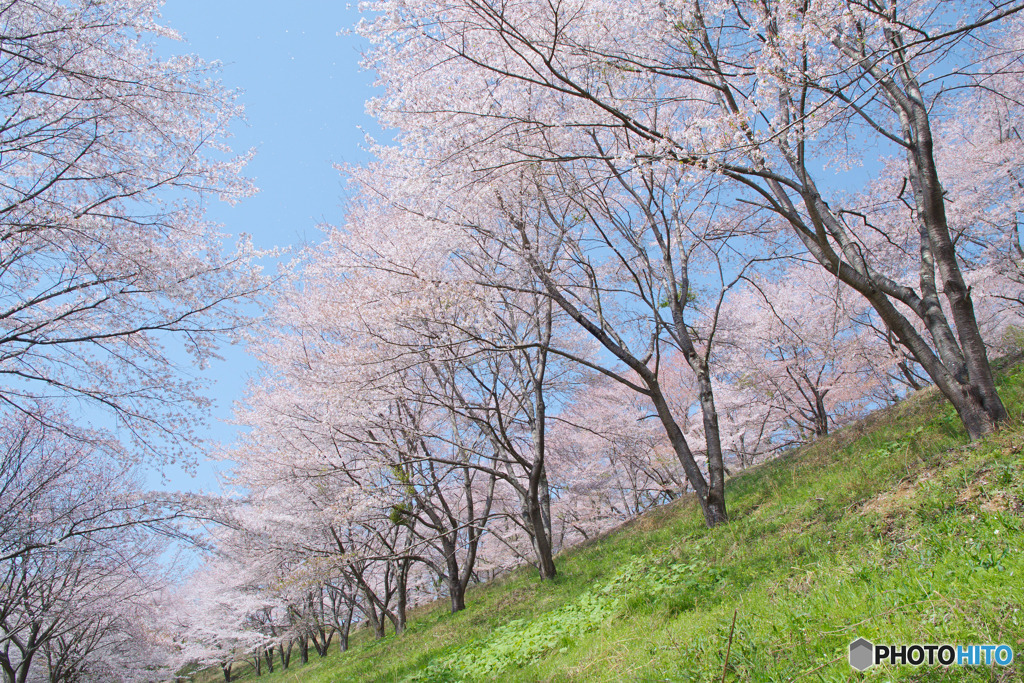 虎山の千本桜