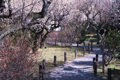 田柄梅林公園