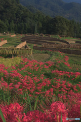 寺坂棚田