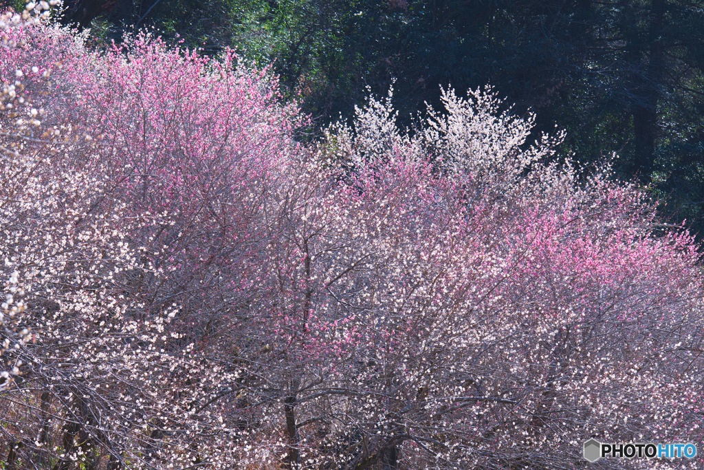 小峰公園