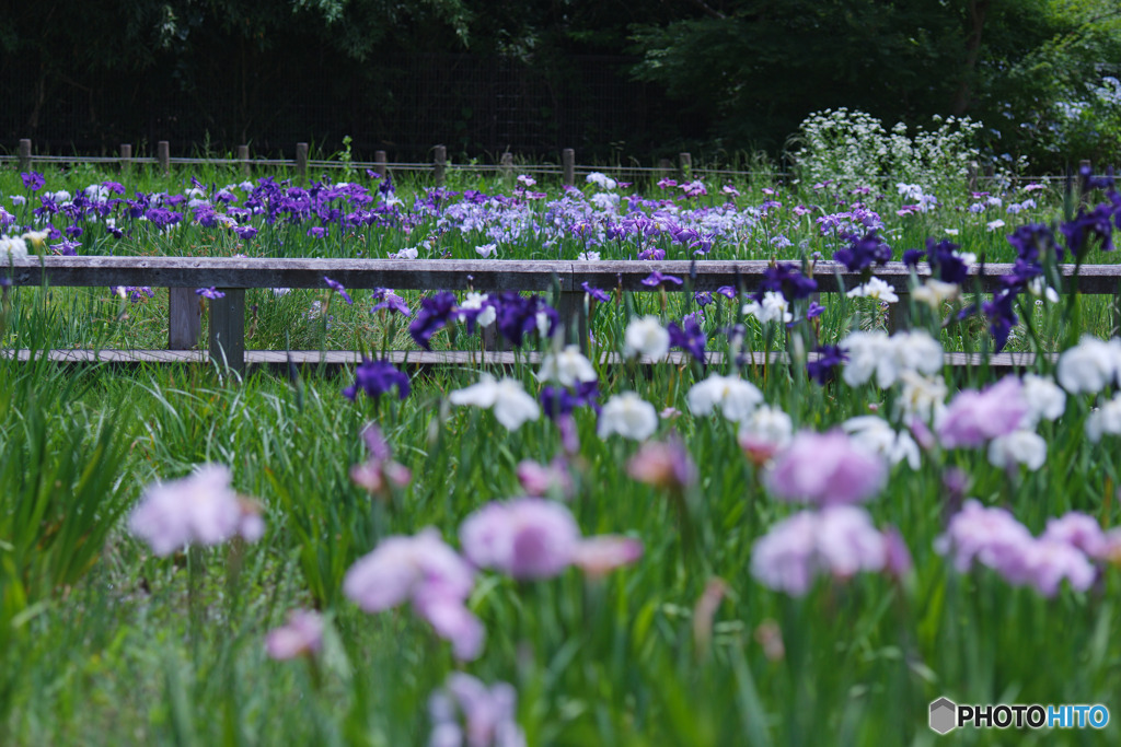 神代植物公園水生植物園