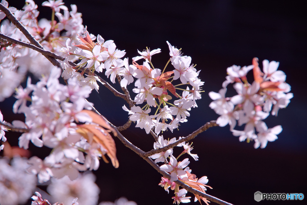 山桜