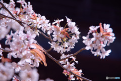 山桜