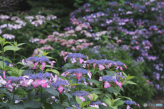 薬師池公園