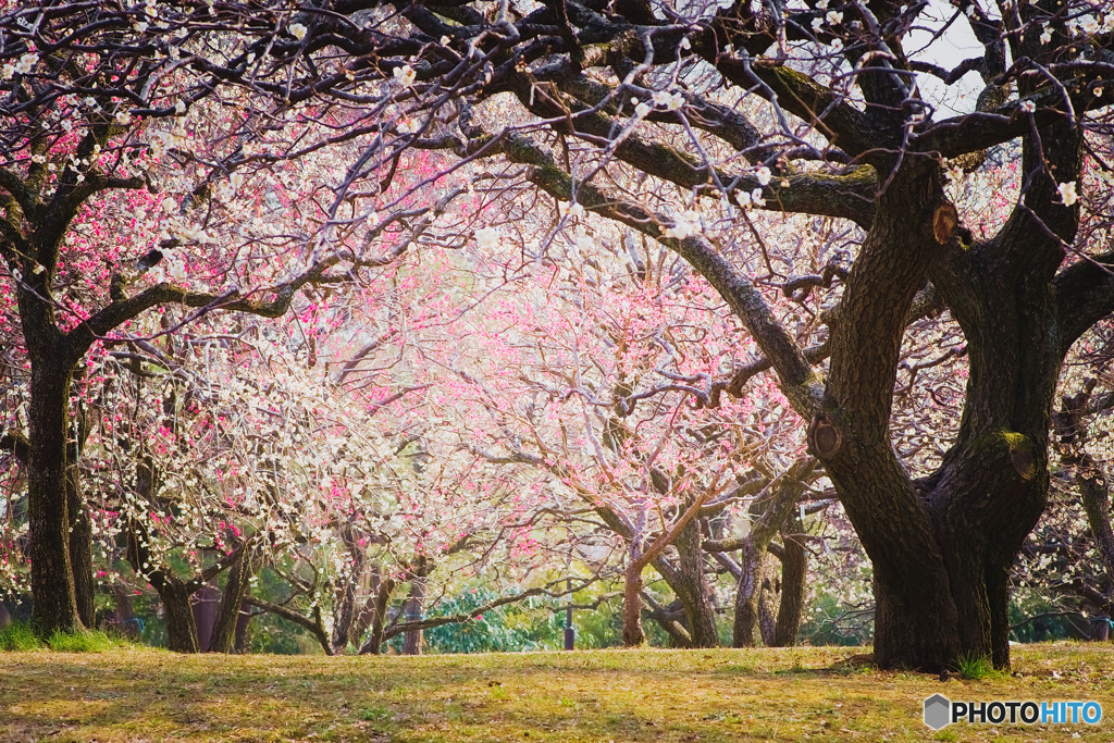 小金井公園の梅林