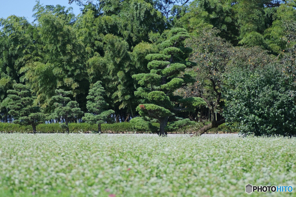 竹林と蕎麦畑