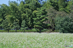 竹林と蕎麦畑