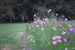小金井公園のコスモス