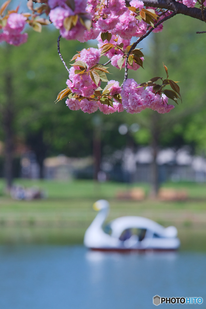 川越水上公園