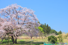 岩淵の一本桜