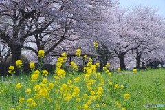 小ケ谷桜堤