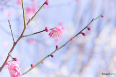 春らしく
