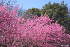 大泉さくら運動公園の河津桜