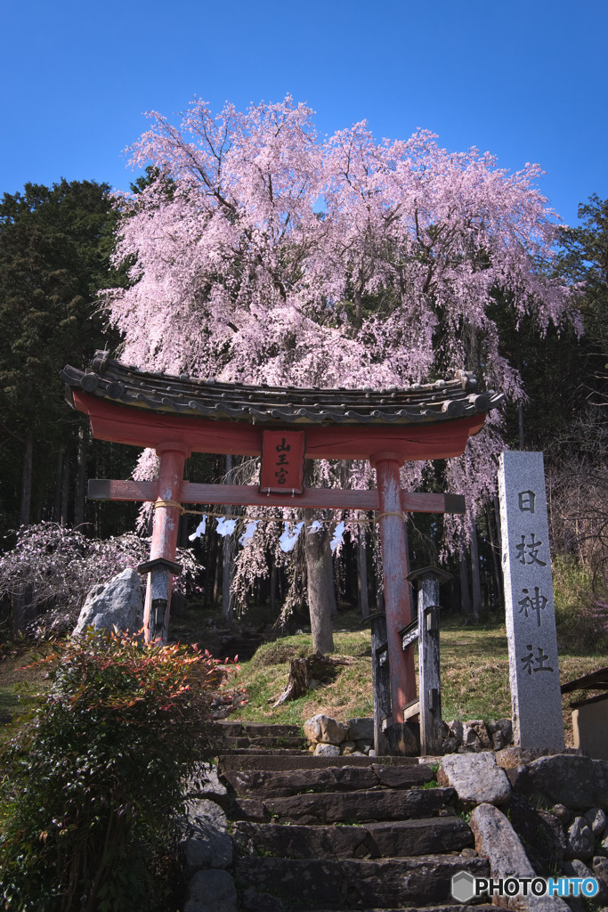 日枝神社の枝垂れ桜