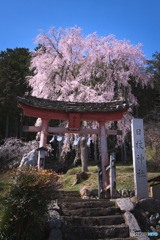 日枝神社の枝垂れ桜