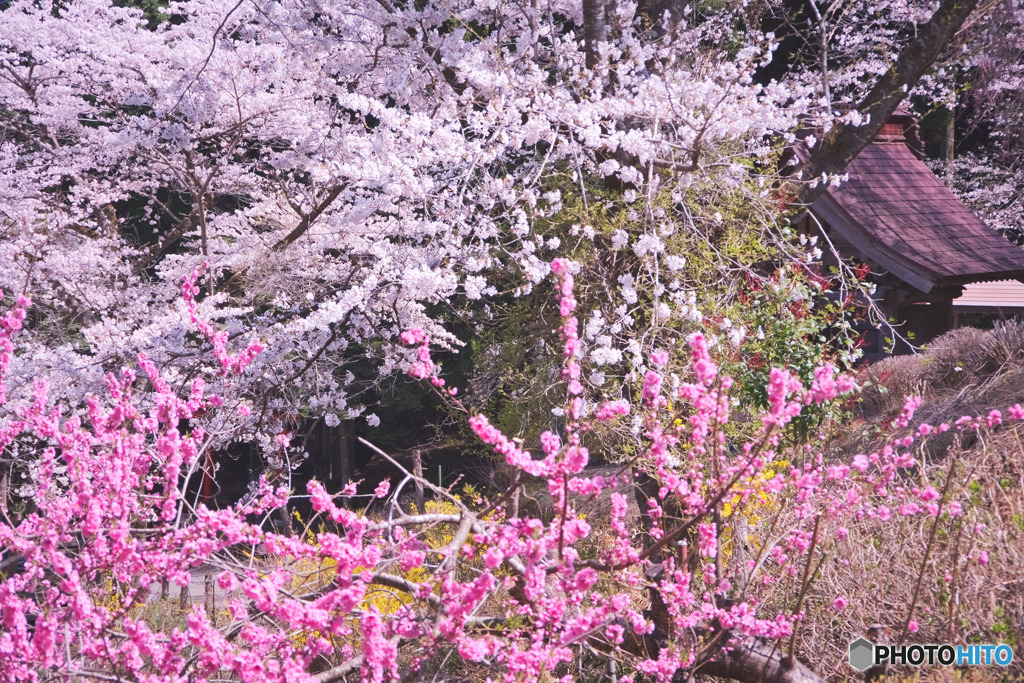昌福寺
