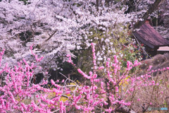 昌福寺
