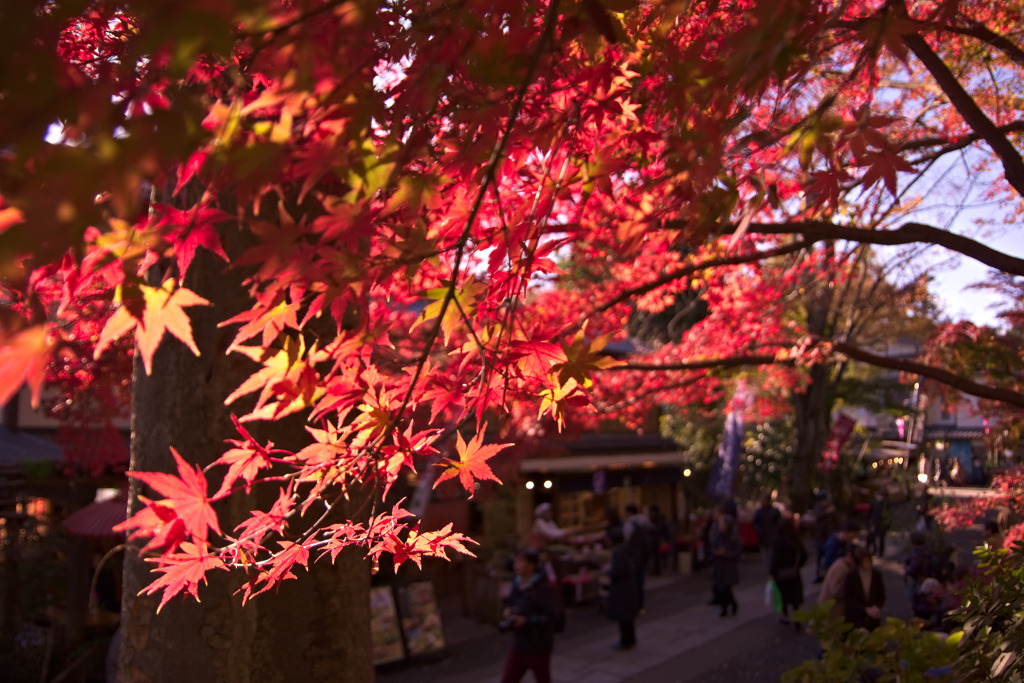 深大寺の紅葉
