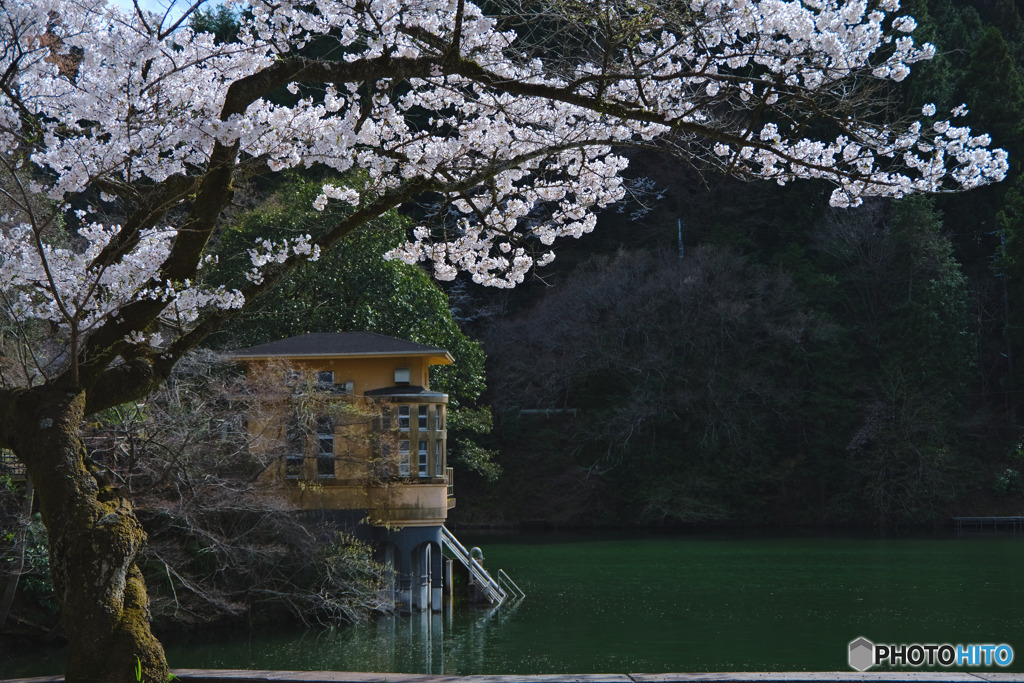 鎌北湖の桜