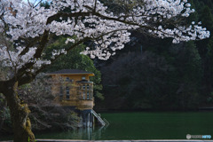 鎌北湖の桜