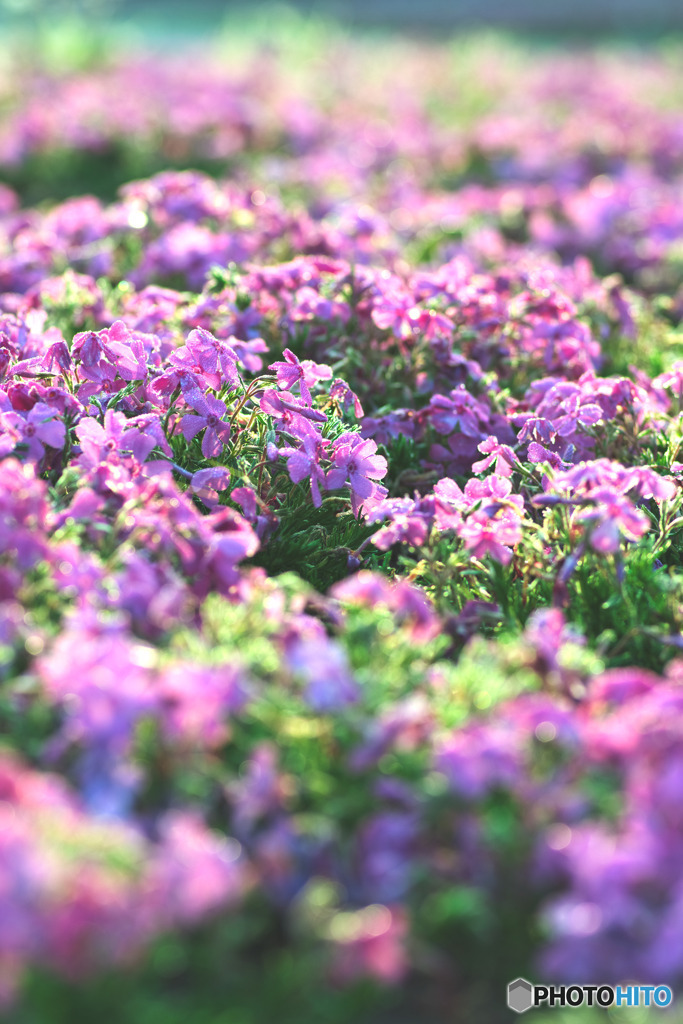 羊山公園の芝桜
