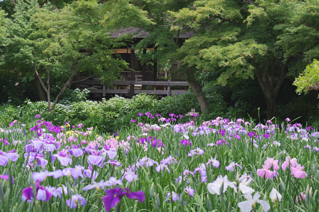 染谷花しょうぶ園