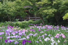 染谷花しょうぶ園