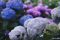 浜崎黒目花広場