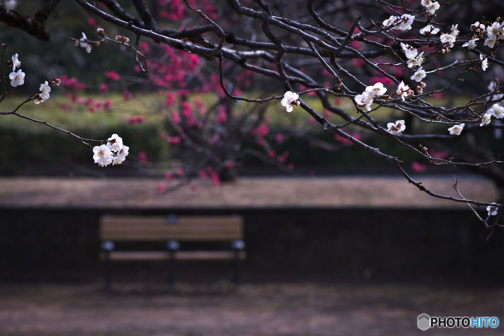 特等席に華を添えて