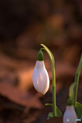 春を告げる花