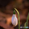 春を告げる花