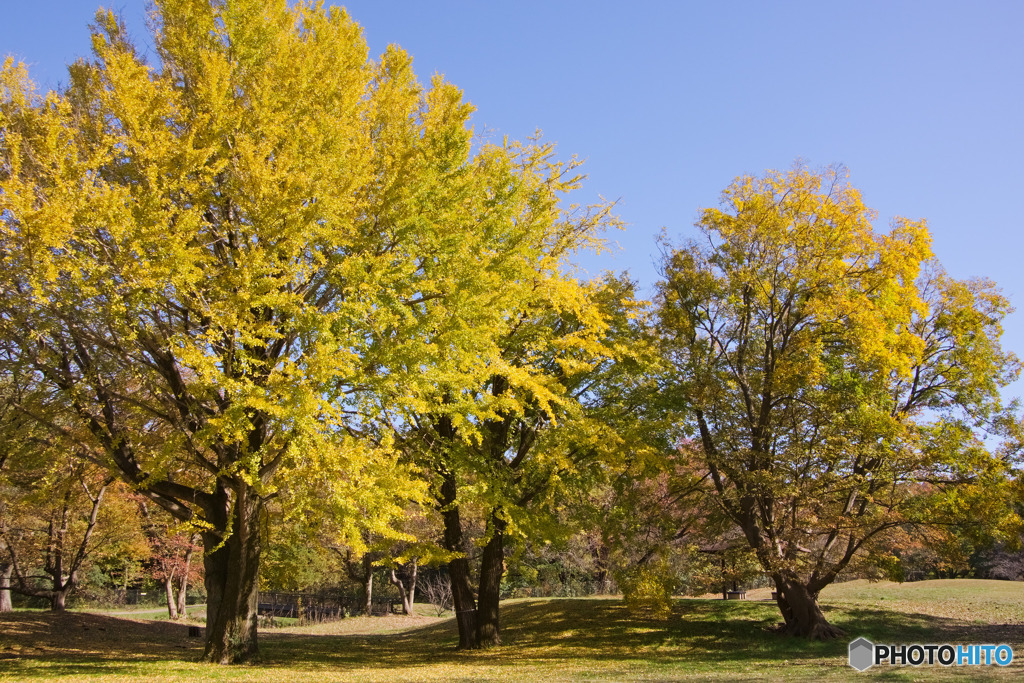 野川公園