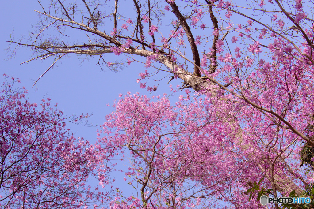 花は咲く