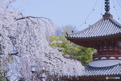 喜多院の枝垂れ桜