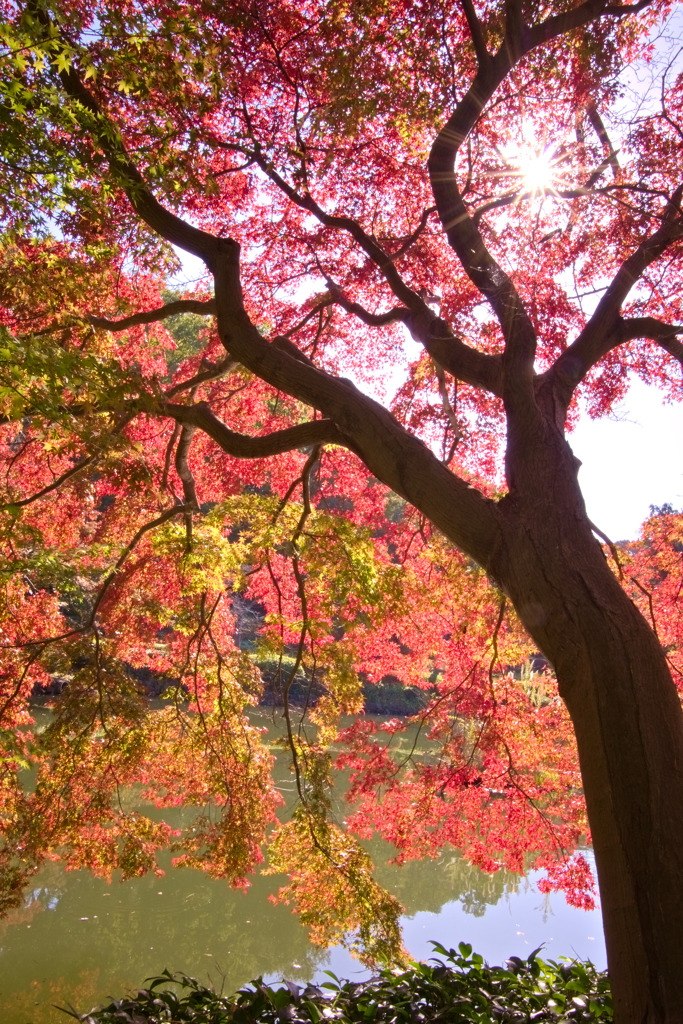 薬師池公園
