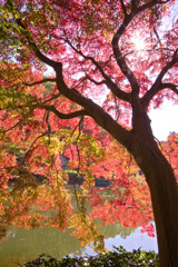 薬師池公園
