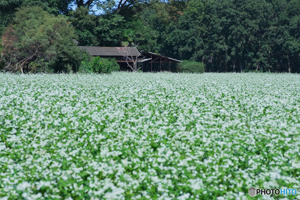 蕎麦畑の森