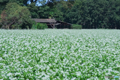蕎麦畑の森
