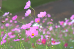 秋留台公園のコスモス