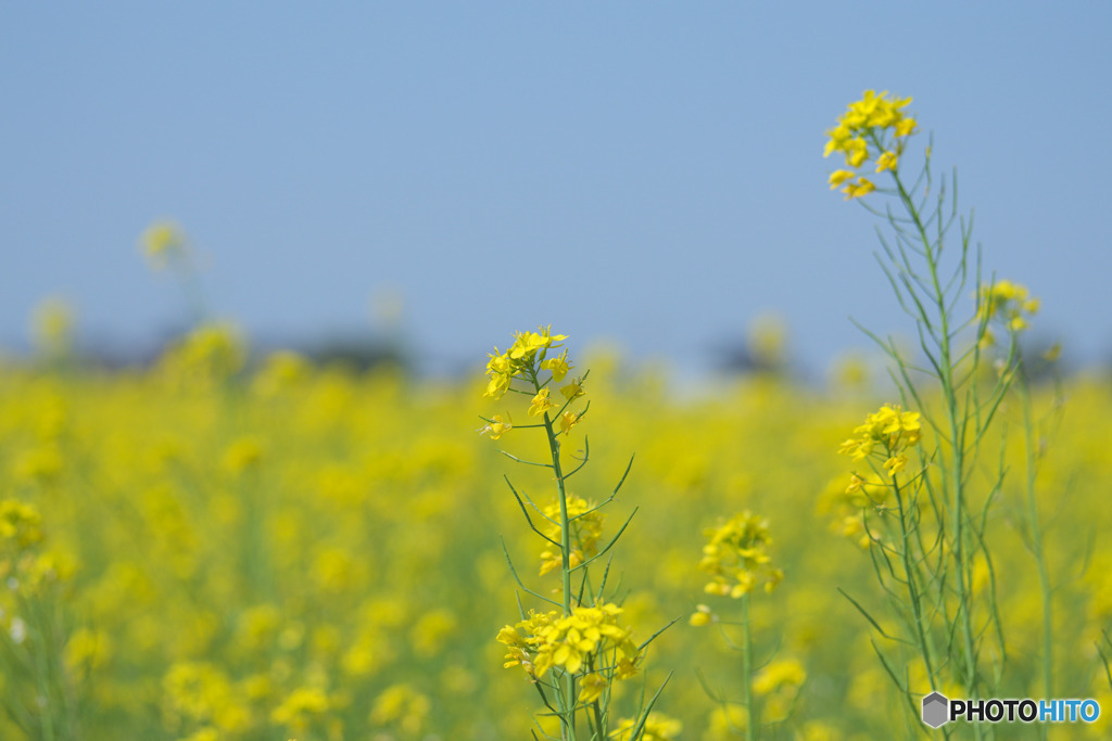 東大久保菜の花フェスタ