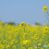 東大久保菜の花フェスタ