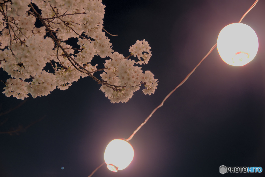 夜桜