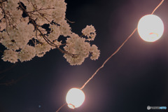 夜桜