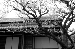梅と日本家屋