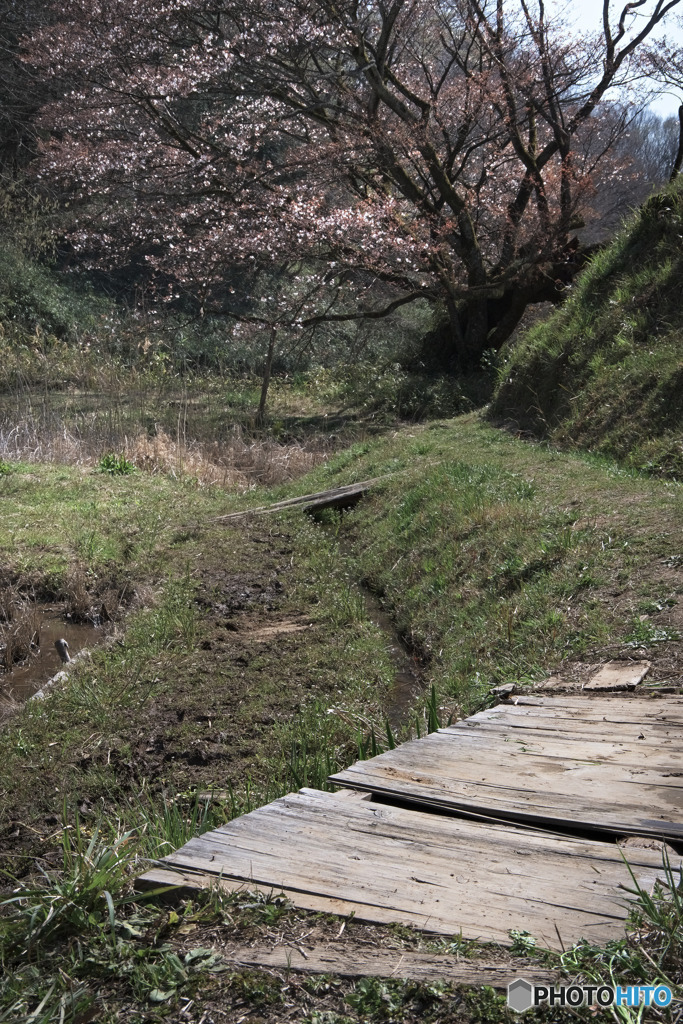 五反田谷戸の畦桜