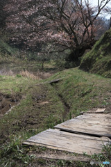 五反田谷戸の畦桜