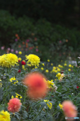 町田ダリア園